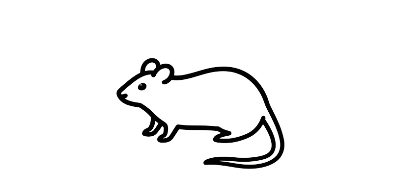 Mouse and Rat Models in Biomedical Research:Your Strategic Path Through IND-Enabling Studies