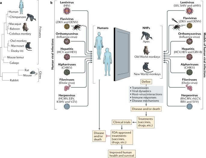 Using Non-Human Primate Models to Study Human Viral Infections
