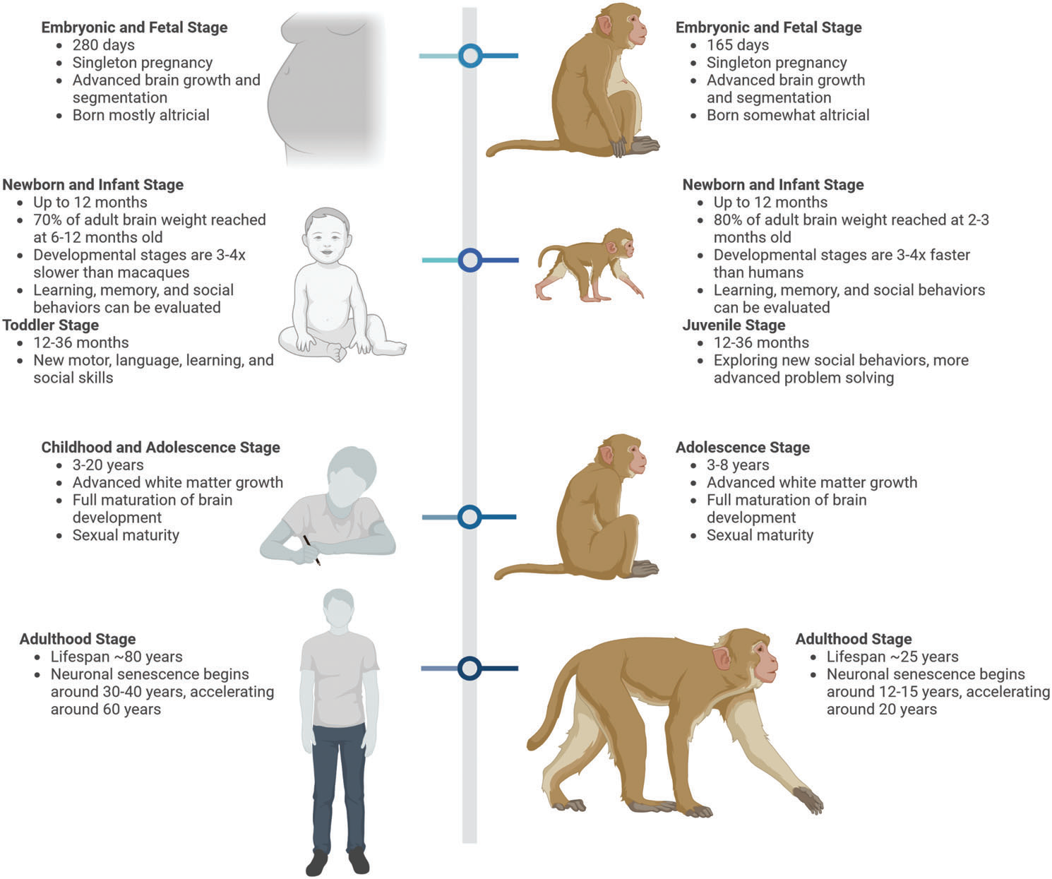 Humans and monkeys exhibit a highly similar life course in terms of growth and developmental processes.
